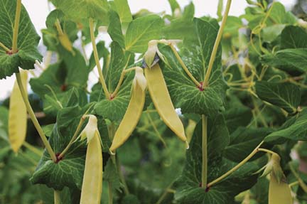 BEST VINING FRUITS AND VEGETABLES FOR VERTICAL GARDENS intelligence overview